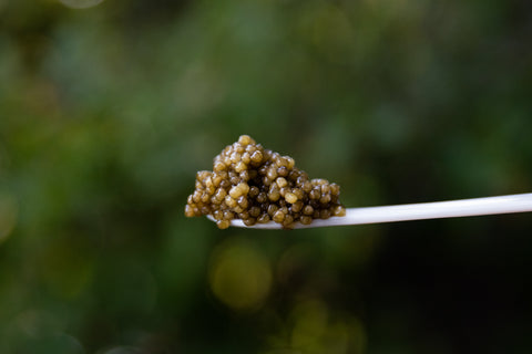 caviar on a spoon